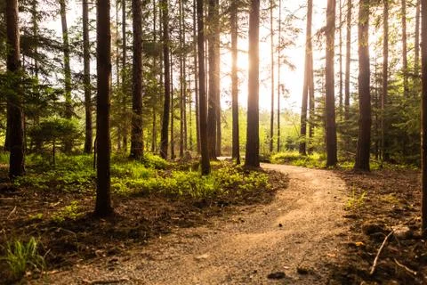 Hiking path and sunset in beadutiful woods Stock Photos