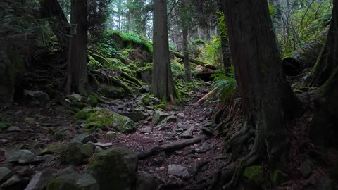 Hiking Path in Canadian Rainforest, Fall Season. Lighthouse Park, West Vancouver Stock Footage 255922875