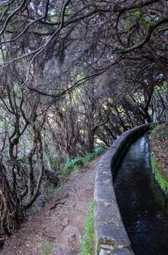 Hiking path in dark laurel forest, part of Levada 25 Fontes in Madeira island Stock Photos