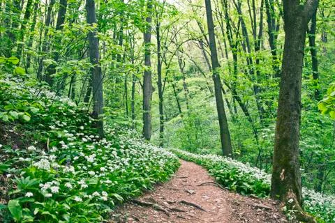 Hiking path with flowers Stock Photos