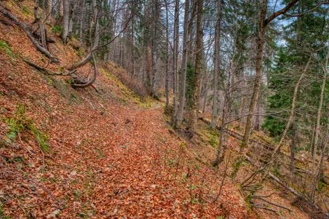 Hiking path in forest covered with leafim in autumn Stock Photos