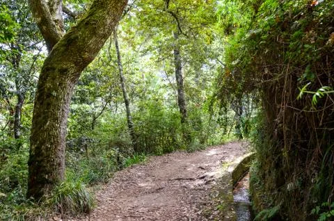 Hiking path in the forest during Levada dos Balcoes Trail in Madeira, Portugal Stock Photos
