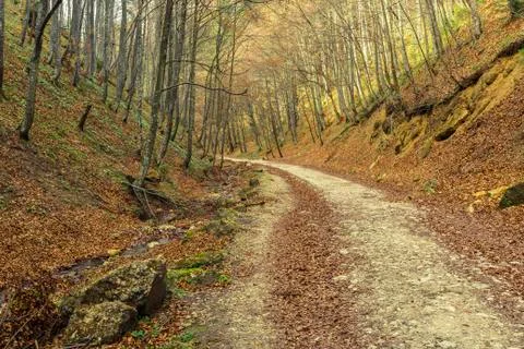 Hiking path in the forest Stock Photos