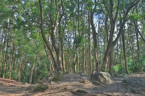 Hiking path to a High Junk Peak , hk Foto stock