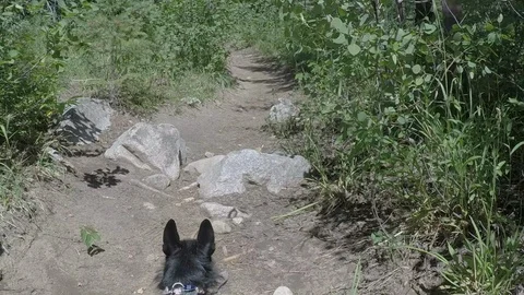 Hiking on a path,  led by a small black dog with a gray face Stock Footage 99845921