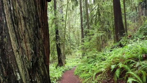 Hiking Path in lush forest 스톡 동영상 149719208