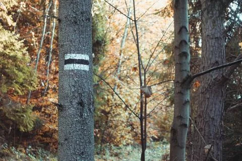 Hiking path mark in a tree in the forest Stock Photos