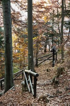 Hiking path with railing in the autumn deciduous forest, vertical composition Stock Photos