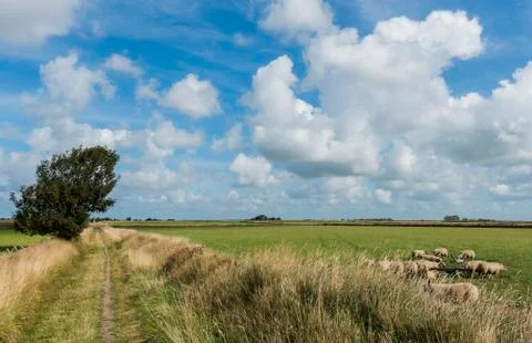 Hiking path with sheep Stock Photos