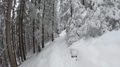Hiking on path in the snowy forest Stock Footage 99908568