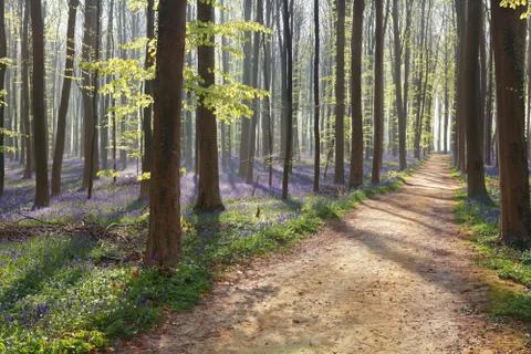 Hiking path in spring flowering forest Stock Photos