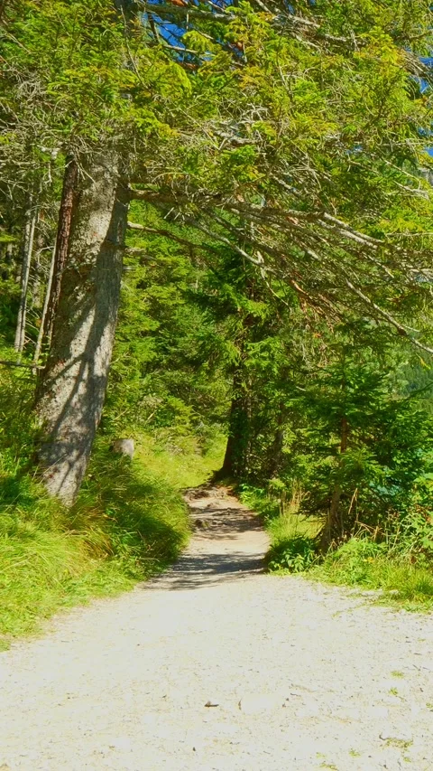 Hiking Path in the summer forest Stock Footage 308305706