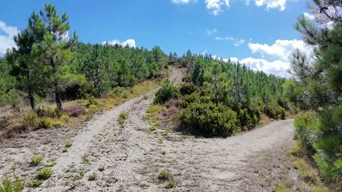 Hiking path surrounded by pine trees near Mornese, Piedmont, Italy Stock Footage 316029707