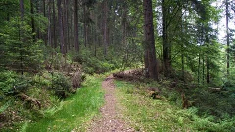 Hiking path through black forest Stock Photos