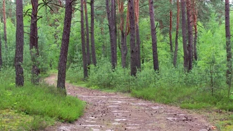 Hiking path through a forest Stock Footage 147383573