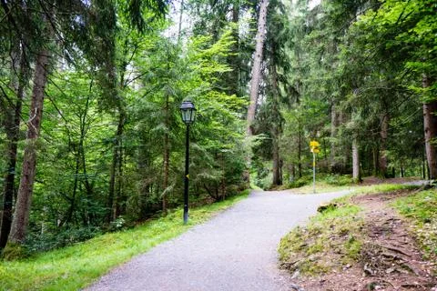 Hiking path through the forest Stock Photos