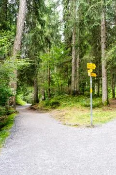 Hiking path through the forest Stock Photos