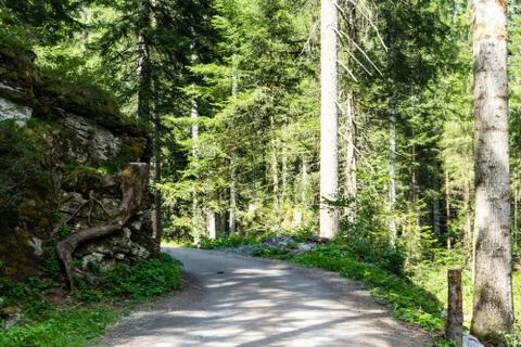 Hiking path through the forest Stock Photos