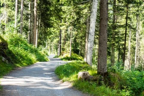 Hiking path through the forest Stock Photos