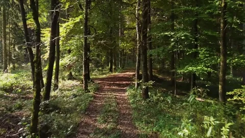 Hiking path through a forest on a sunny day - pure nature Stock Footage 143132597