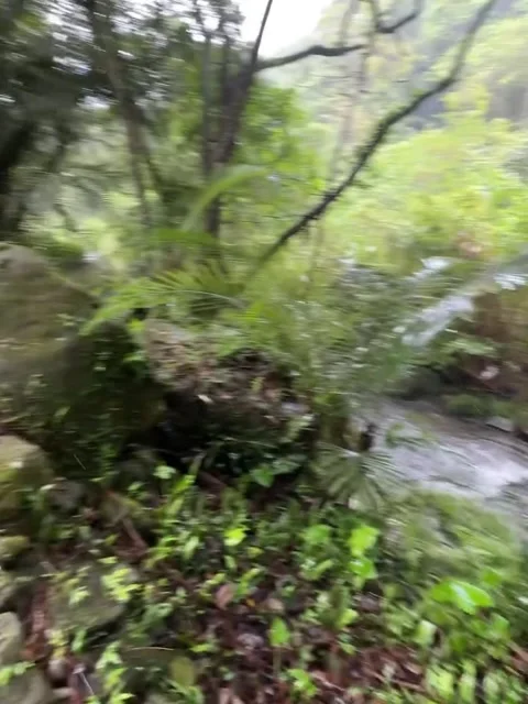 Hiking Path Through Green Jungle with Rocks and Stream Video stock 342265711