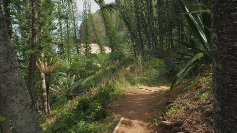 A hiking path through the paradisiacal rain forest on the tropical Island Stock Footage 160317136