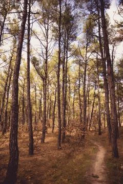Hiking path through the trees in Nymfea forest, Rodopi, Greece Stock Photos