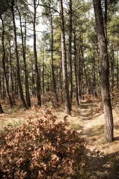 Hiking path through the trees in Nymfea forest, Rodopi, Greece Stock Photos
