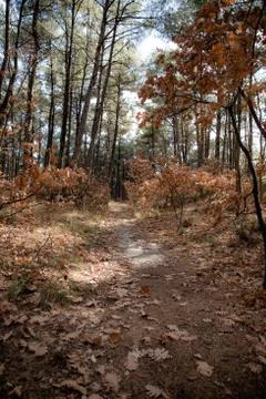 Hiking path through the trees in Nymfea forest, Rodopi, Greece Stock Photos