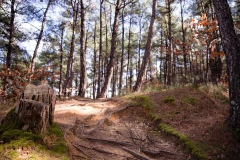 Hiking path through the trees in Nymfea forest, Rodopi, Greece Stock Photos