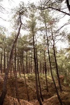 Hiking path through the trees in Nymfea forest, Rodopi, Greece Stock Photos