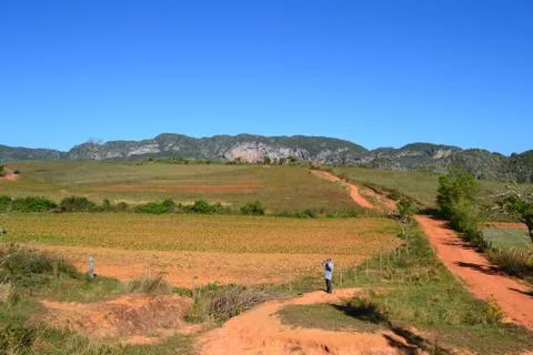 Hiking path through the valley of Vinales, passing coffee plantations in Cuba Stock Photos