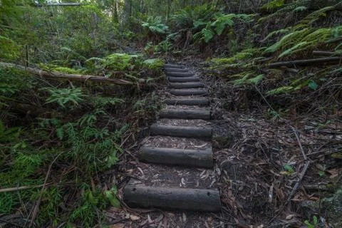 Hiking path in tropical forest Stock Photos
