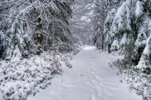 Hiking path under snow in mountains with fog, with spruce forest, Beskydy  mo Stock Photos