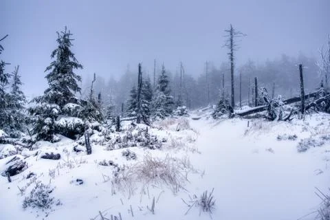 Hiking path under snow in  mountains with fog, with spruce forest, Beskydy mo Stock Photos