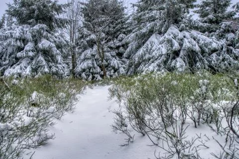 Hiking path under snow in mountains  with fog, with spruce forest, Beskydy mo Stock Photos