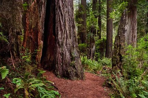 Hiking path weaving through ancient Redwood trees in California Stock-Fotos