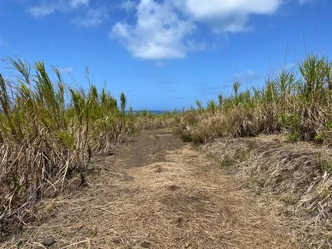 Hiking paths through fields of sugar cane, Grand River South East, Mauritius Photos
