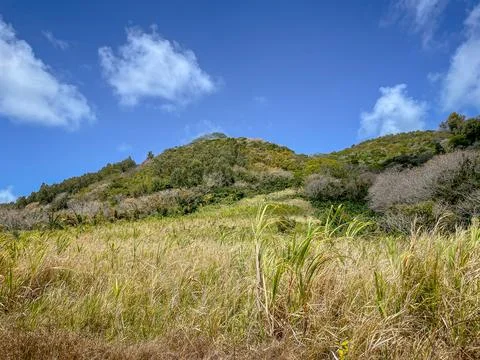 Hiking paths through fields of sugar cane, Grand River South East, Mauritius Photos
