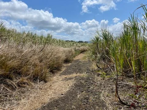 Hiking paths through fields of sugar cane, Grand River South East, Mauritius Photos