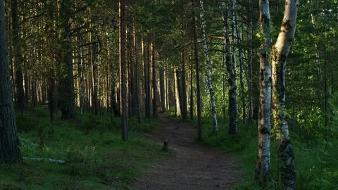 Hiking pathway in the morning forest. Static shot with birch and pine trees Stock Footage 133830902