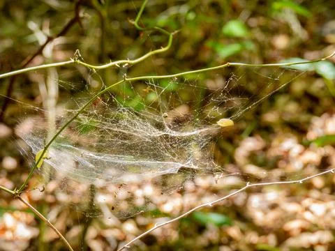Hiking in the Pine Ridge Loop of Caddo Lake State Park Foto stock