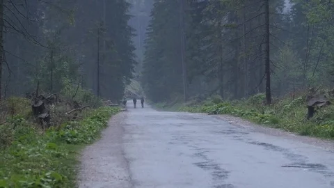 Hiking in Polish deep forest, Into the wild explore wilderness/ Fog pines Stock Footage 80913957