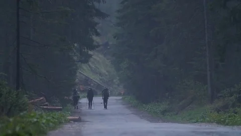 Hiking in Polish deep forest, Into the wild explore wilderness/ Fog pines Stock-Footage 80914190