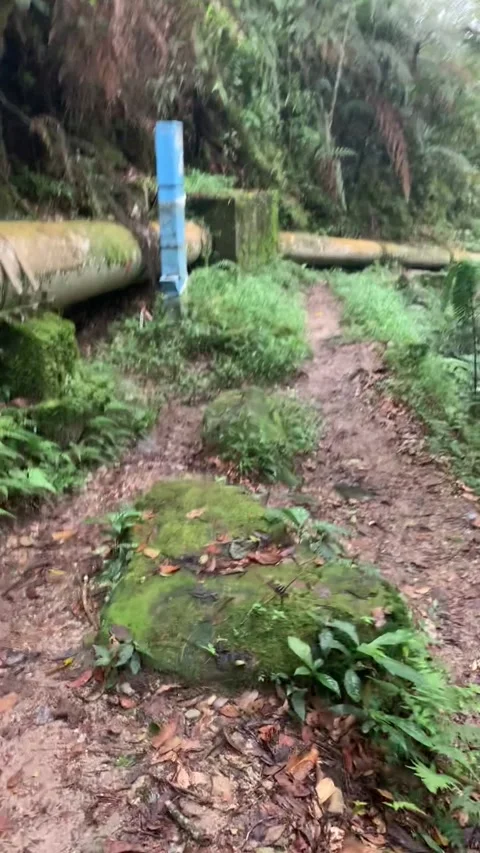 Hiking in the rain forest in Cameron Highlands Vidéo 343428403