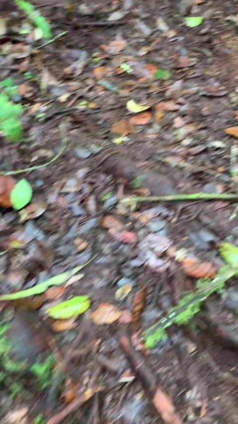 Hiking in the rain forest in Cameron Highlands 動画素材 343428531