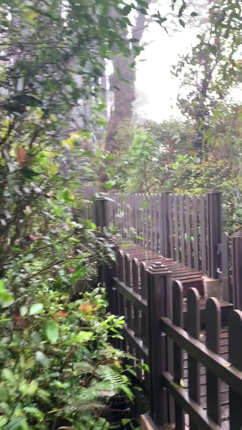 Hiking in the rain forest in Cameron Highlands Stock-Footage 343428547
