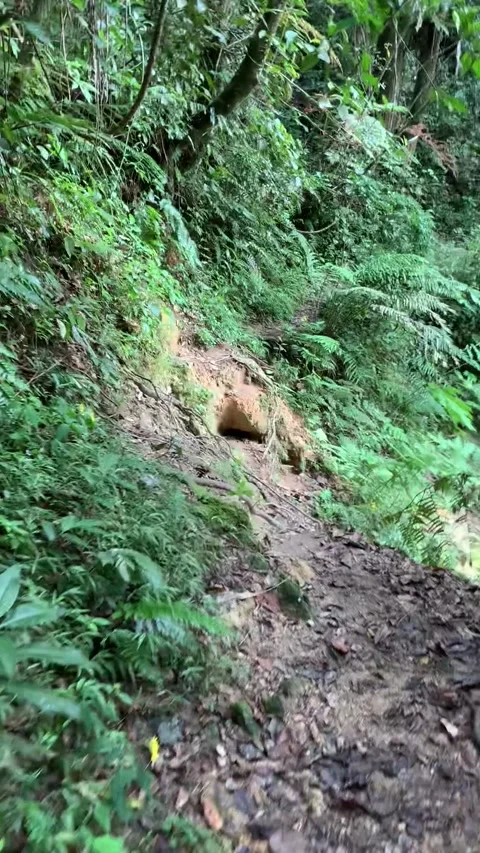 Hiking in the rain forest in Cameron Highlands Vidéo 343428691