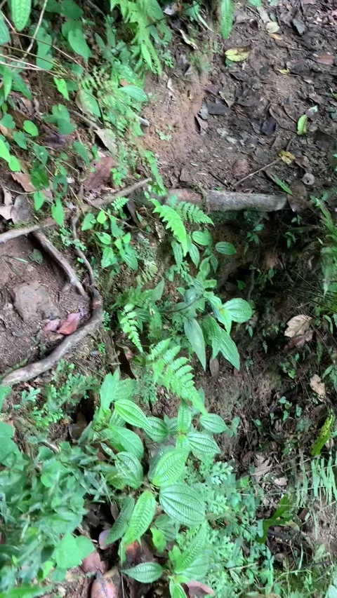 Hiking in the rain forest in Cameron Highlands Видео 343428699