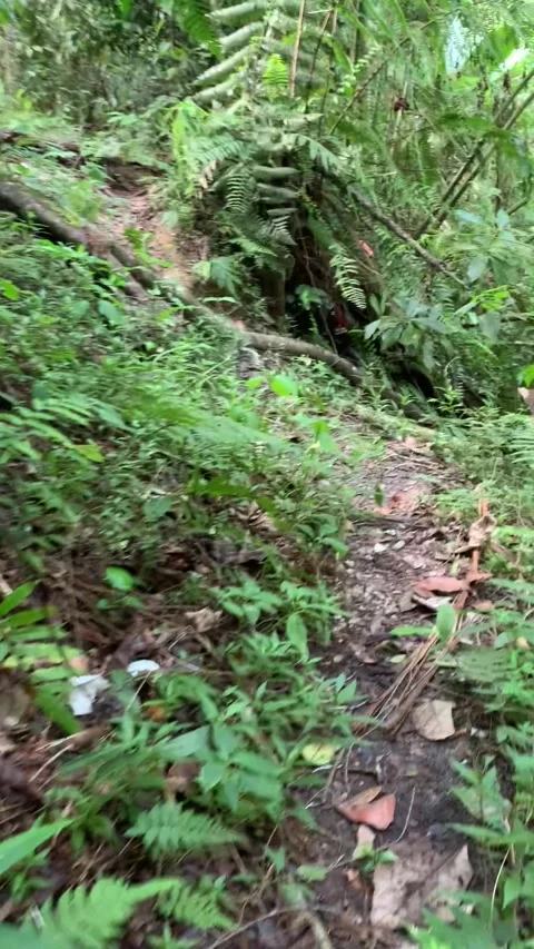 Hiking in the rain forest in Cameron Highlands Vídeos de archivo 343428726